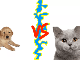 Dogs vs Cats