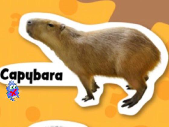 capybara⭐️