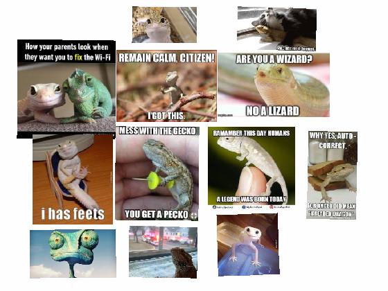 lizard memes