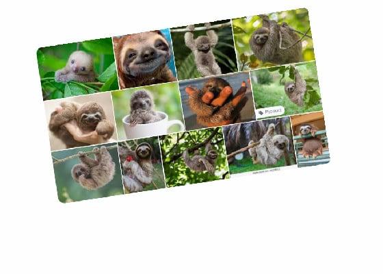 cute sloths