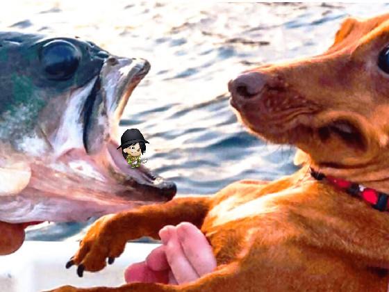 Dog vs fish  1 1 1