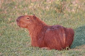 save the capybara sim