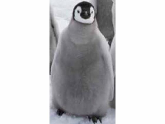 penguin