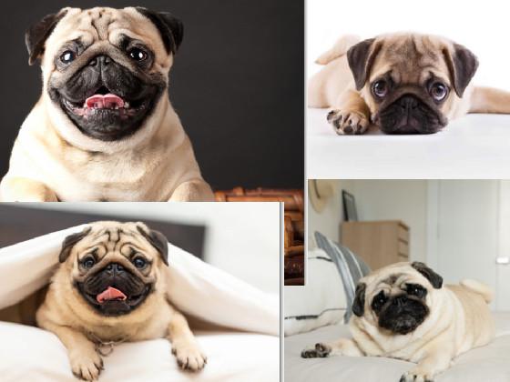 suuuupper cute pugs😍🥰