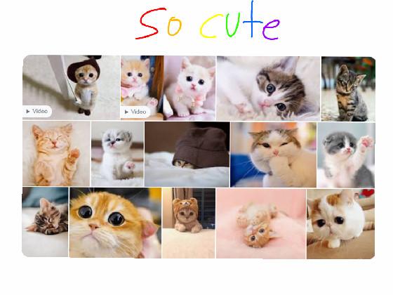 cutey cats