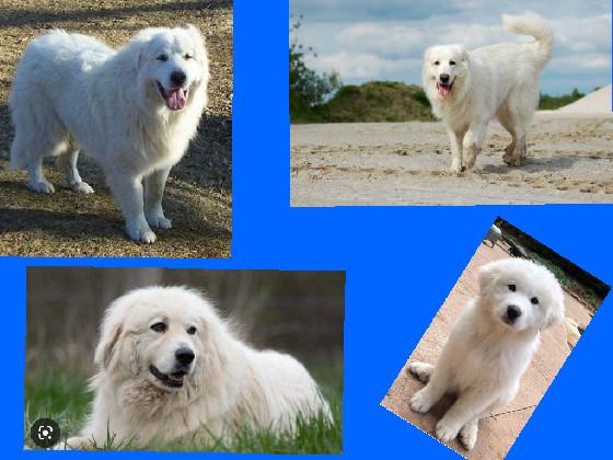 great pyreneess