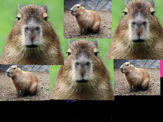 sussy capybara 🤨🤨🤨🤨 1