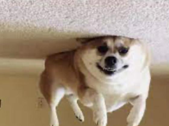 DoGE oN ThE  WALl 1