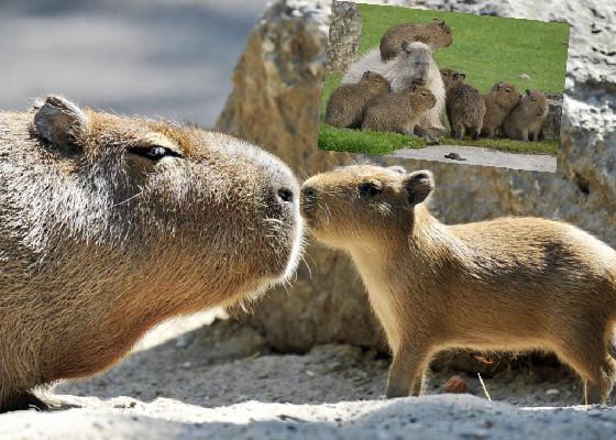 capybara