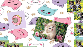 Cat Scrapbook