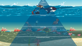 Ocean Ecological Pyramid