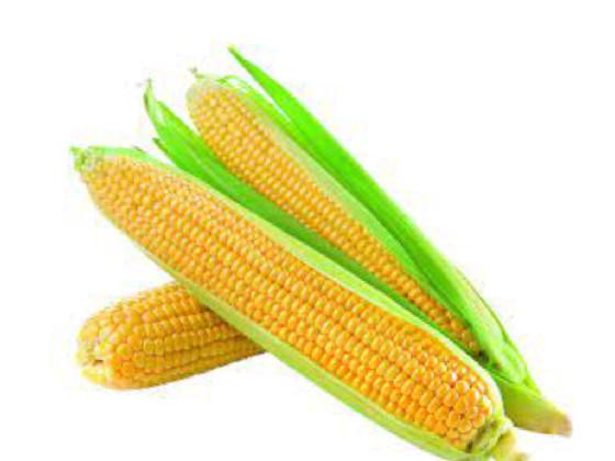 ITS CORN SONG 1234