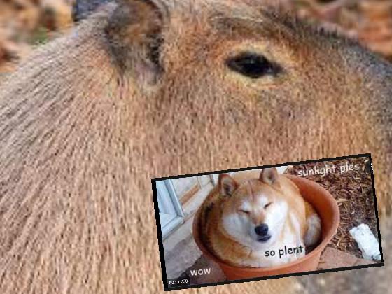 capybara and doge