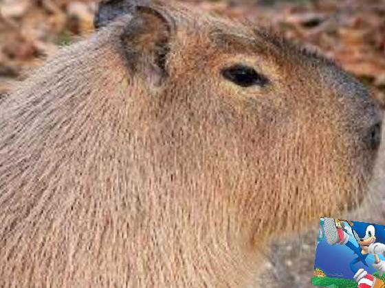 capybara getting kick