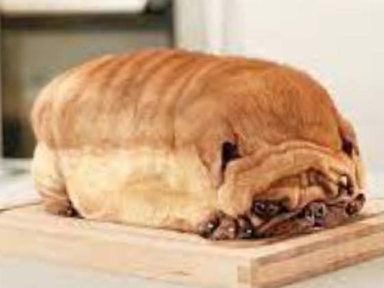 bread dog