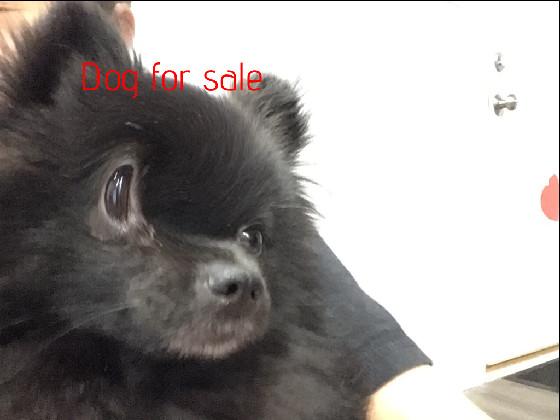 dog for sell meme