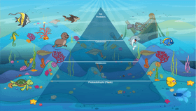 Ocean Ecological Pyramid