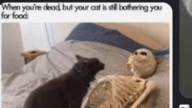 Cat meme💀🐈🍽️