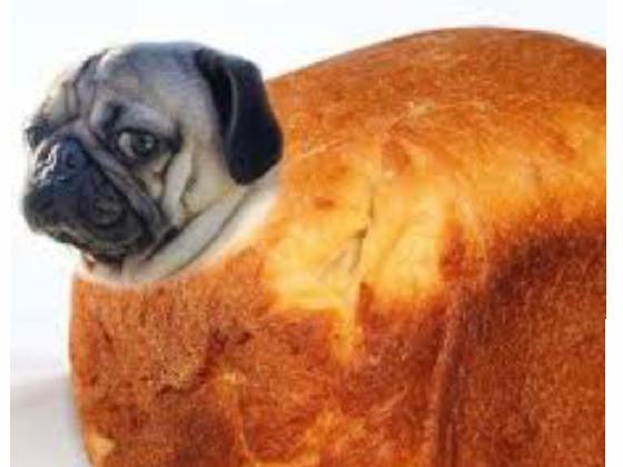 bread dog 2