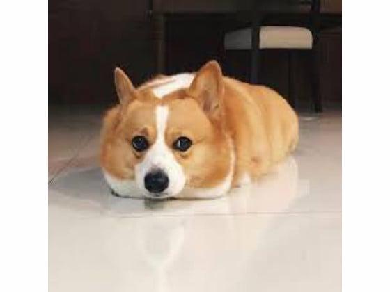 corgi bread