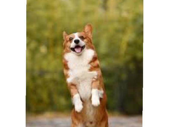 happy corgi