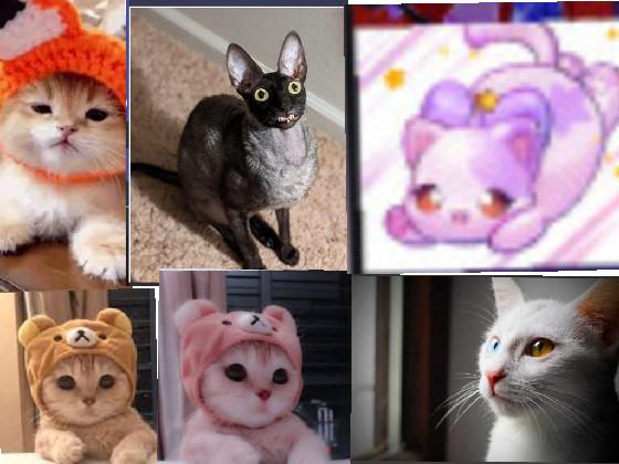 cute cats 2