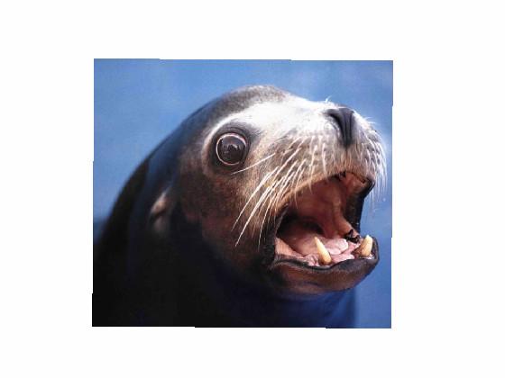 surprised sea lion