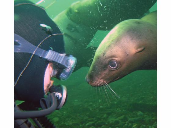 nice sea lion