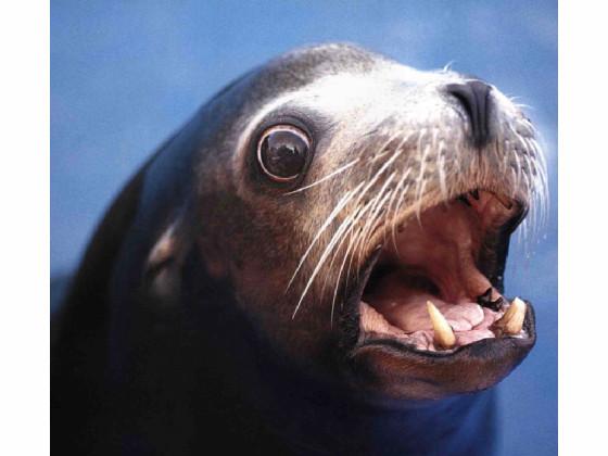 surprised sea lion