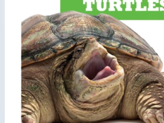 happy turtle