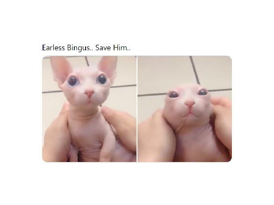 Earless  Bingus…