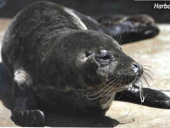 sad sea lion