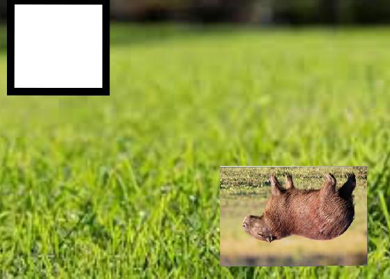 Capybara clicker(beta)