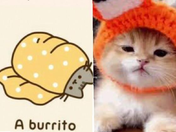 burrito vs cat