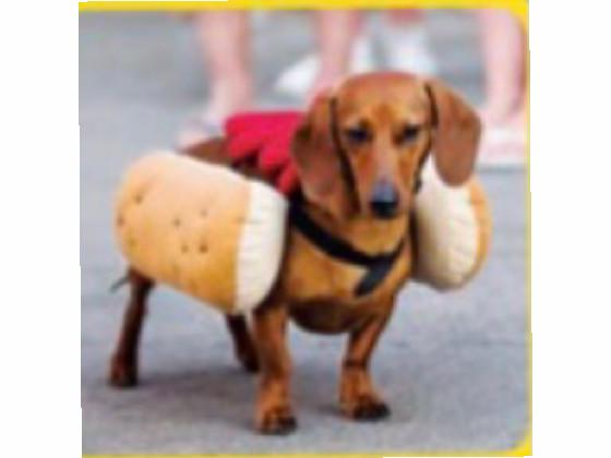 weiner dog