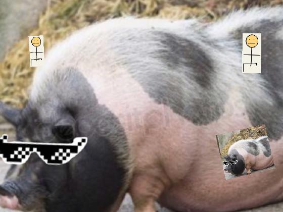 fat pigs