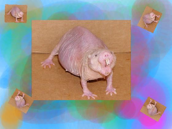 rainbow hairless rat 1