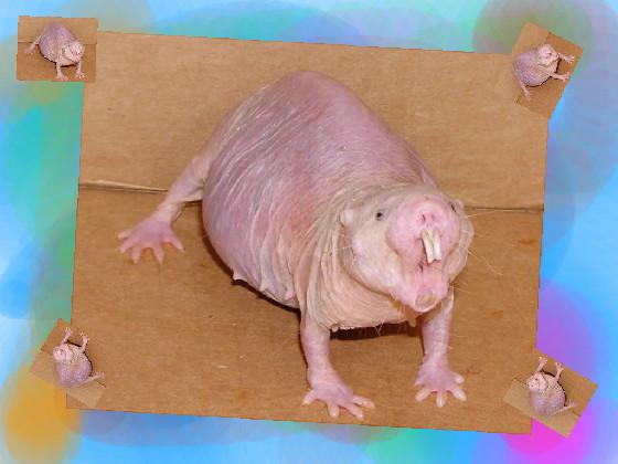 rainbow hairless rat 1