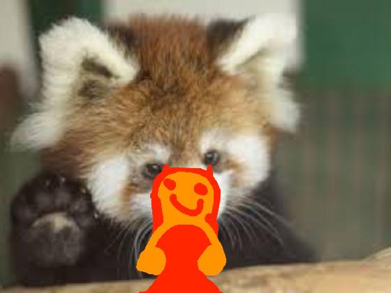 red panda 1 1