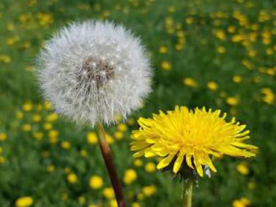 save the dandelions