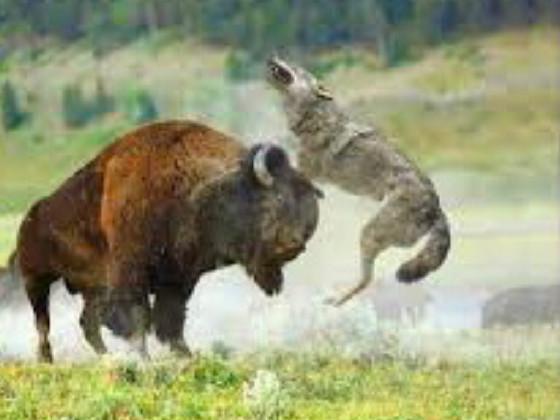 protective bison