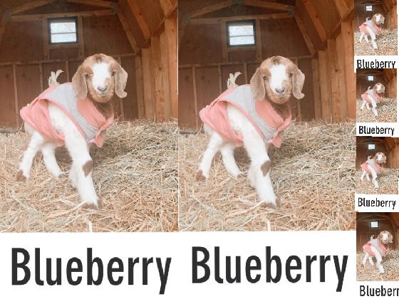 i love blueberry