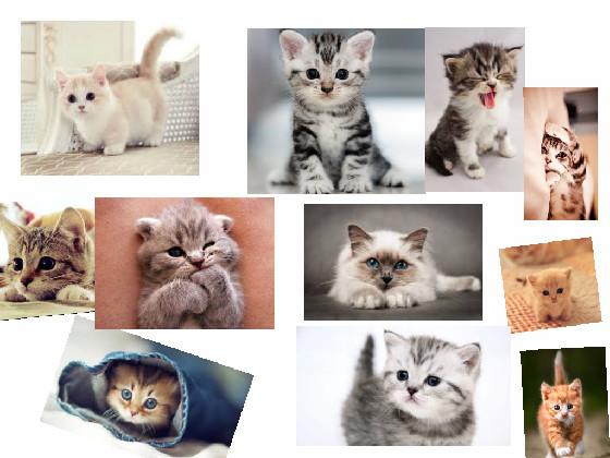 cute kittys for sad people