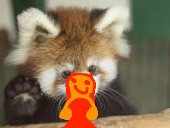 red panda 1 1 1