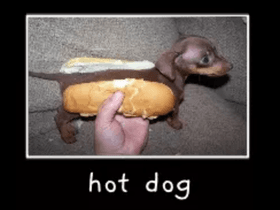 hot dog?