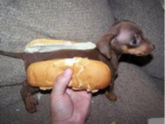 hot dog? 1 - copy