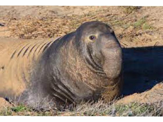 Elephant seal