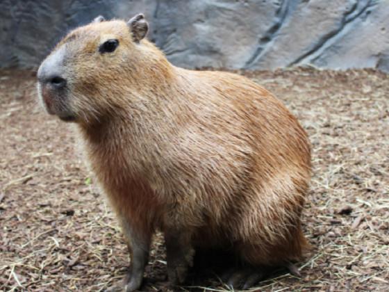 capybara click