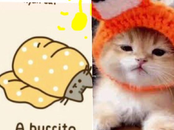 burrito vs cat 1