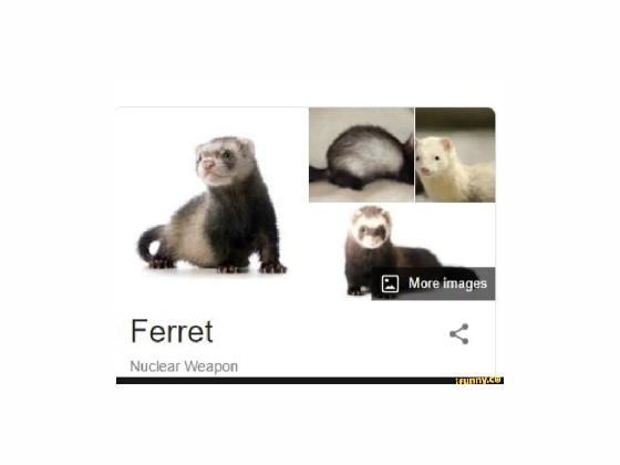 ferret